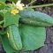 How Much Should You Water Cucumber Plants?