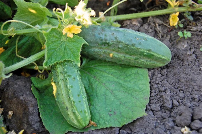 How much should you water cucumber plants