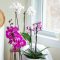 How Much to Water an Orchid Plant