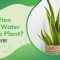 How Many Times Water Plants A Comprehensive Guide