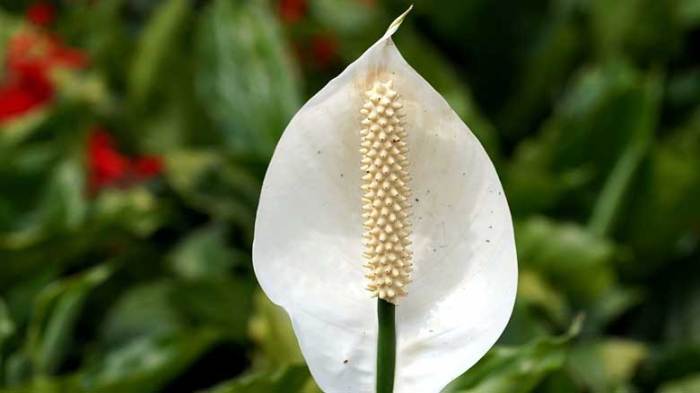 How much to water a peace lily plant