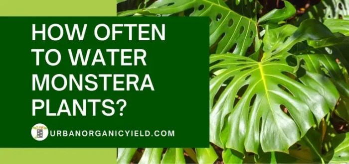 How much water do monstera plants need