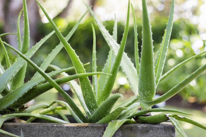 How much do you water aloe plants