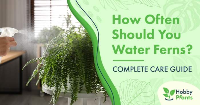 How much should you water your plants