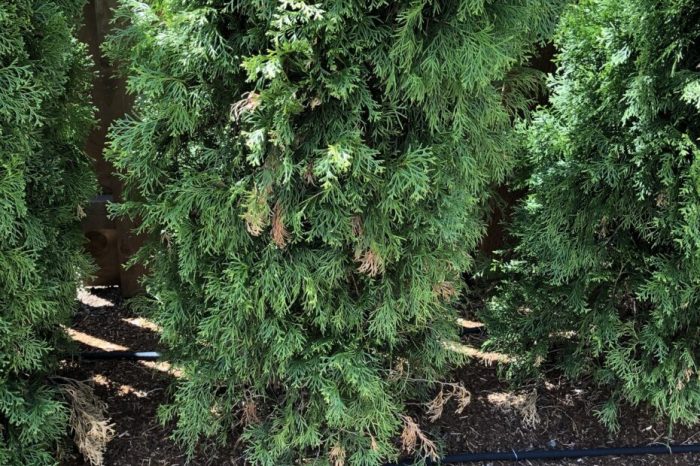 How much to water newly planted arborvitae