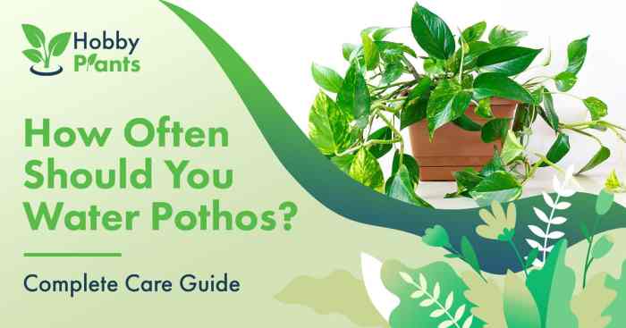 How much should you water outdoor plants