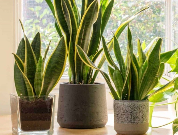 How many times to water snake plant