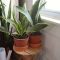 How Many Times to Water Snake Plant?