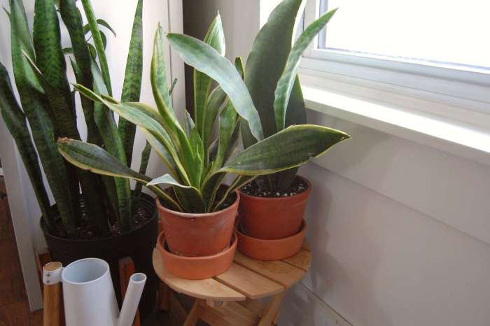 How many times to water snake plant