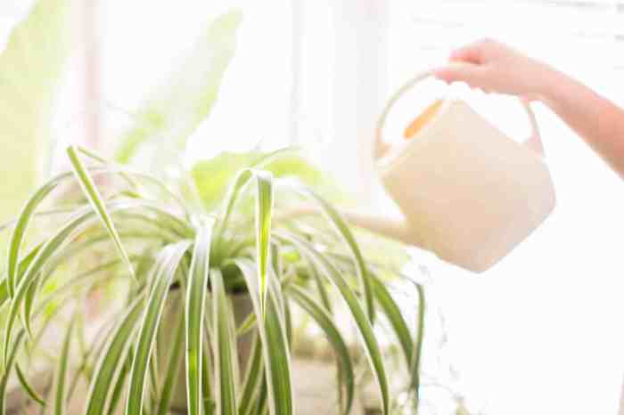 How much do you water a spider plant