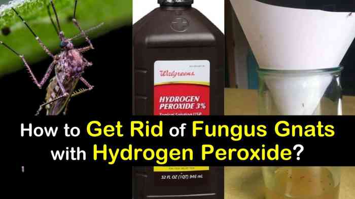 How much peroxide to water plants