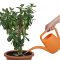 How Much Should You Water a Jade Plant?