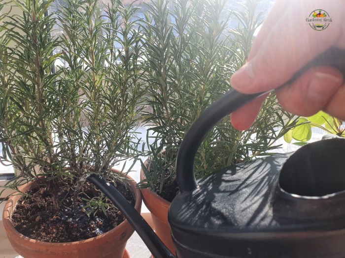 How many times to water rosemary plant