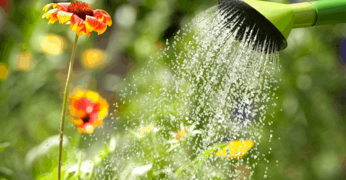 How much to water plants in garden