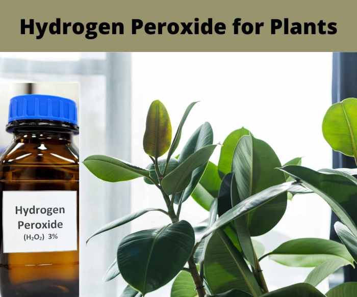 How much peroxide to water plants