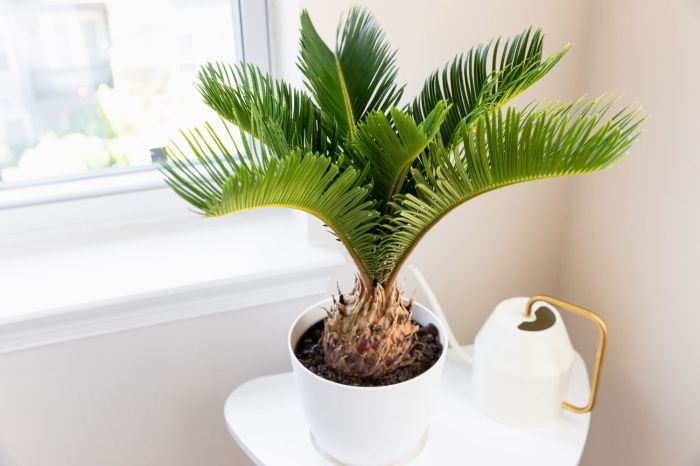 How much to water a palm plant