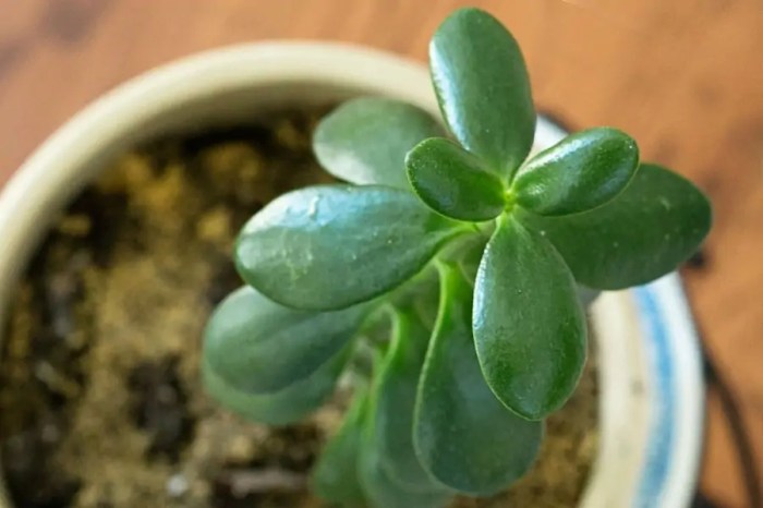 How many times to water jade plant