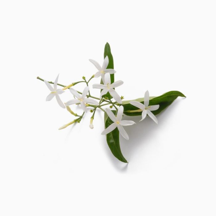 How much water do jasmine plants need