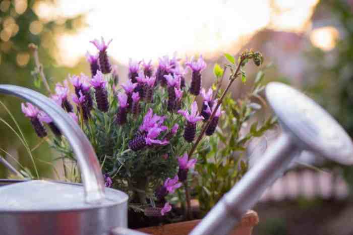 How much should you water a lavender plant