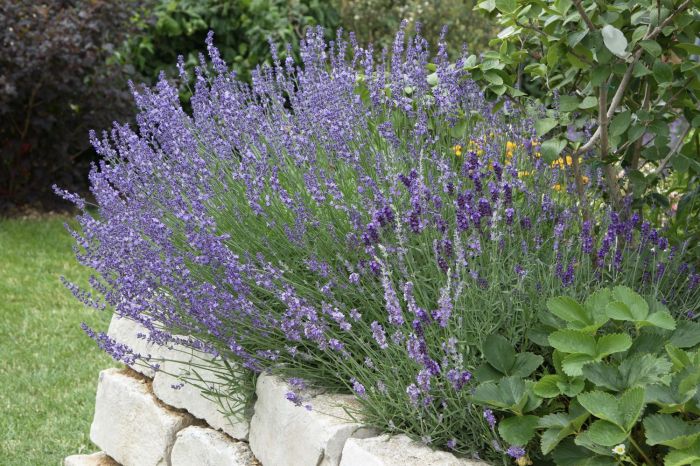 How much to water lavender plant