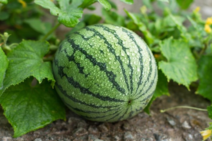 How much to water watermelon plants