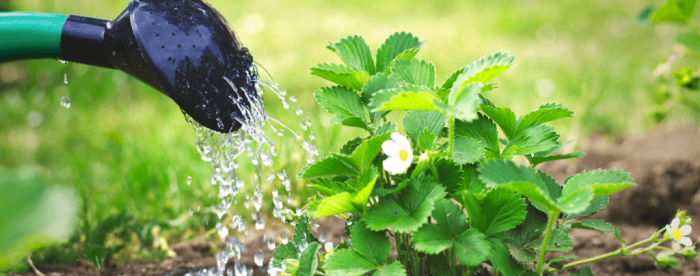 How much should you water a strawberry plant