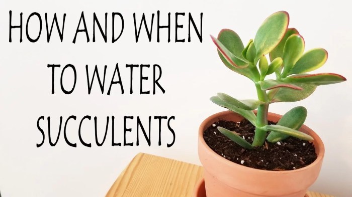 How much should you water a succulent plant