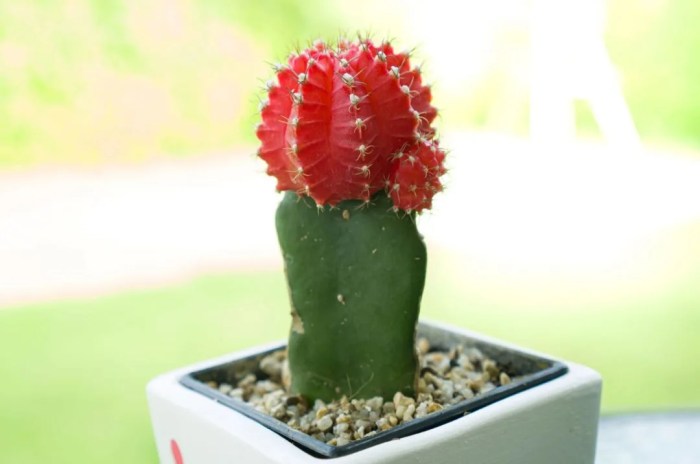 How much to water a cactus plant