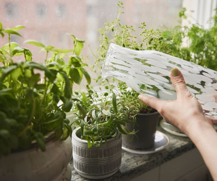 How much should i water my basil plant