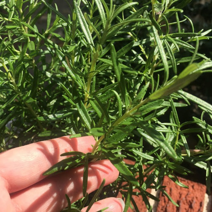 How many times to water rosemary plant