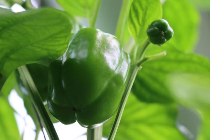 How much do you water bell pepper plants