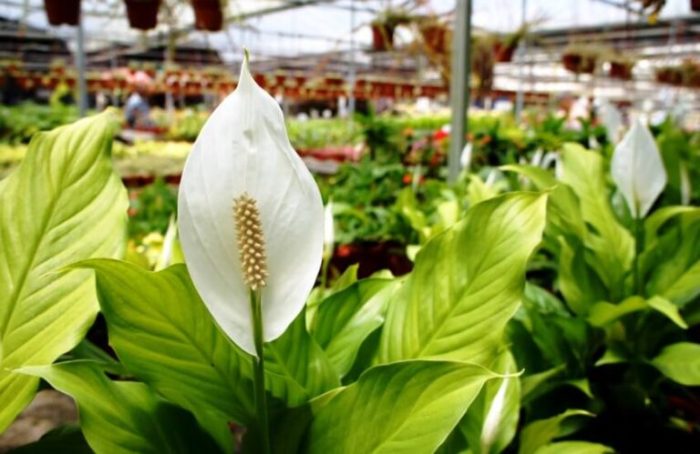 How much to water a peace lily plant