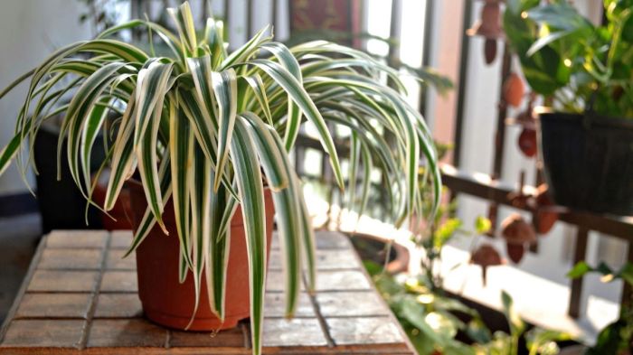 How much should i water my spider plant