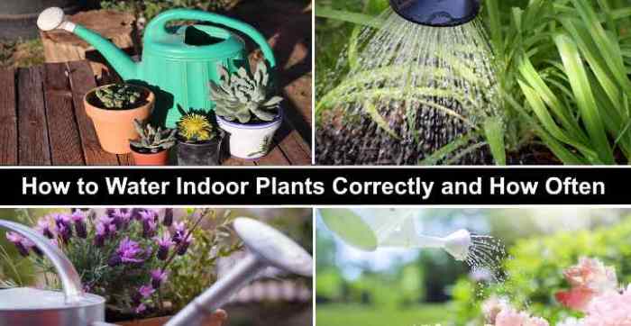 How much should you water outdoor plants