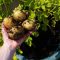 How Much Do You Water Potato Plants?