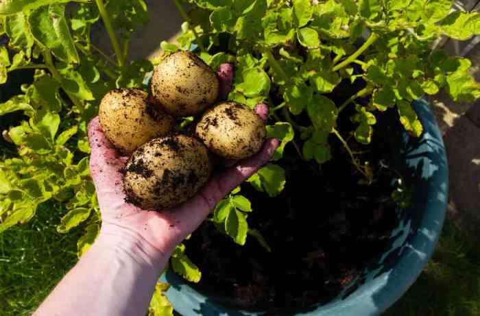 How much do you water potato plants