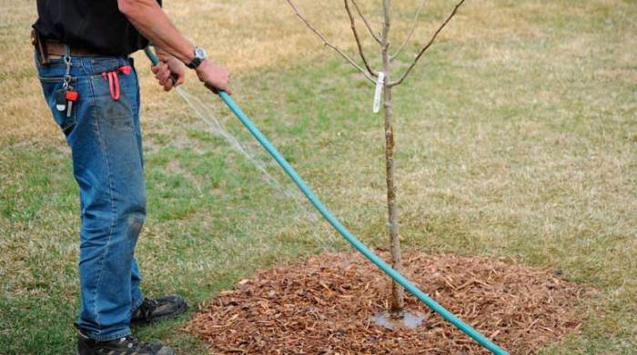 How much to water newly planted tree