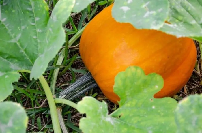 How much to water pumpkin plants