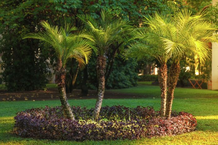 How much to water palm plant