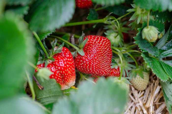 How much should you water a strawberry plant