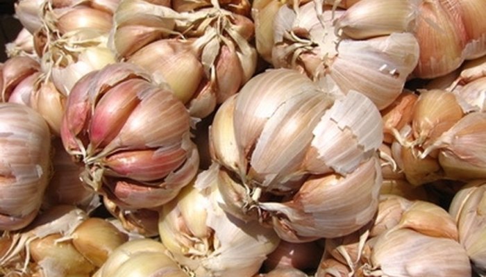 How much to water garlic plants