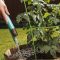 How Much Do I Water Tomato Plants?