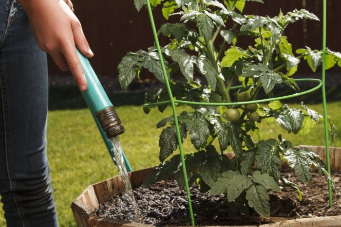 How much do i water tomato plants