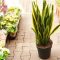 How Much Should I Water a Snake Plant?