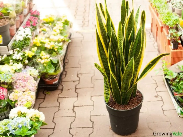 How much should i water a snake plant