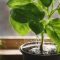 How Much Sugar Water for Plants?