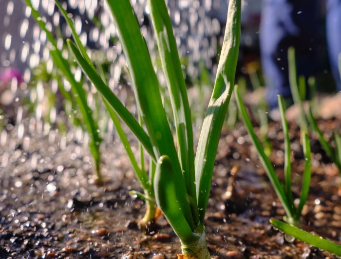 Water onions regrow green spring regrowing onion scallions thasneen cooking pot isn roots discard magically put don them used they