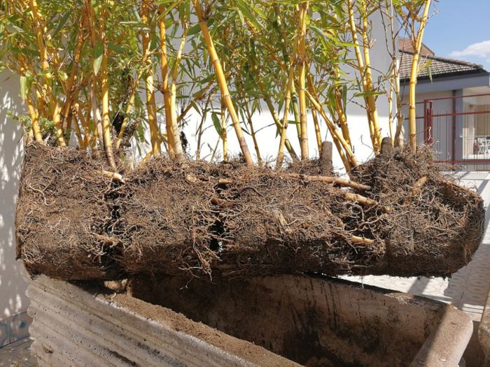 How much do you water a bamboo plant