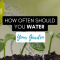 How Much to Water Garden Plants