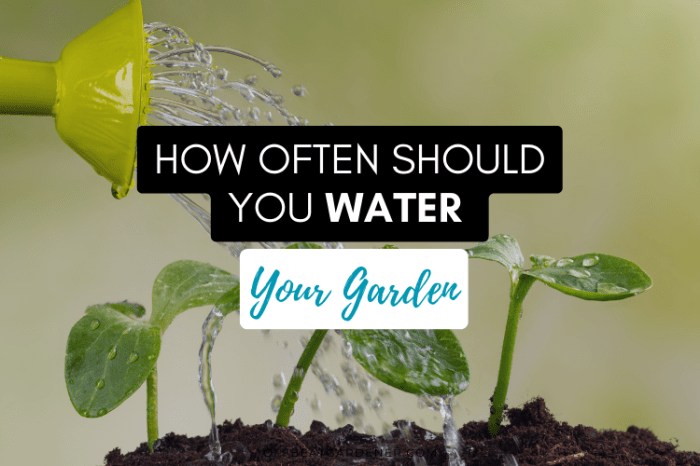 How much to water garden plants